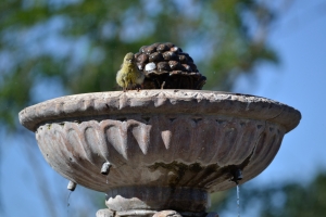 Bird taking a bath in the fountain